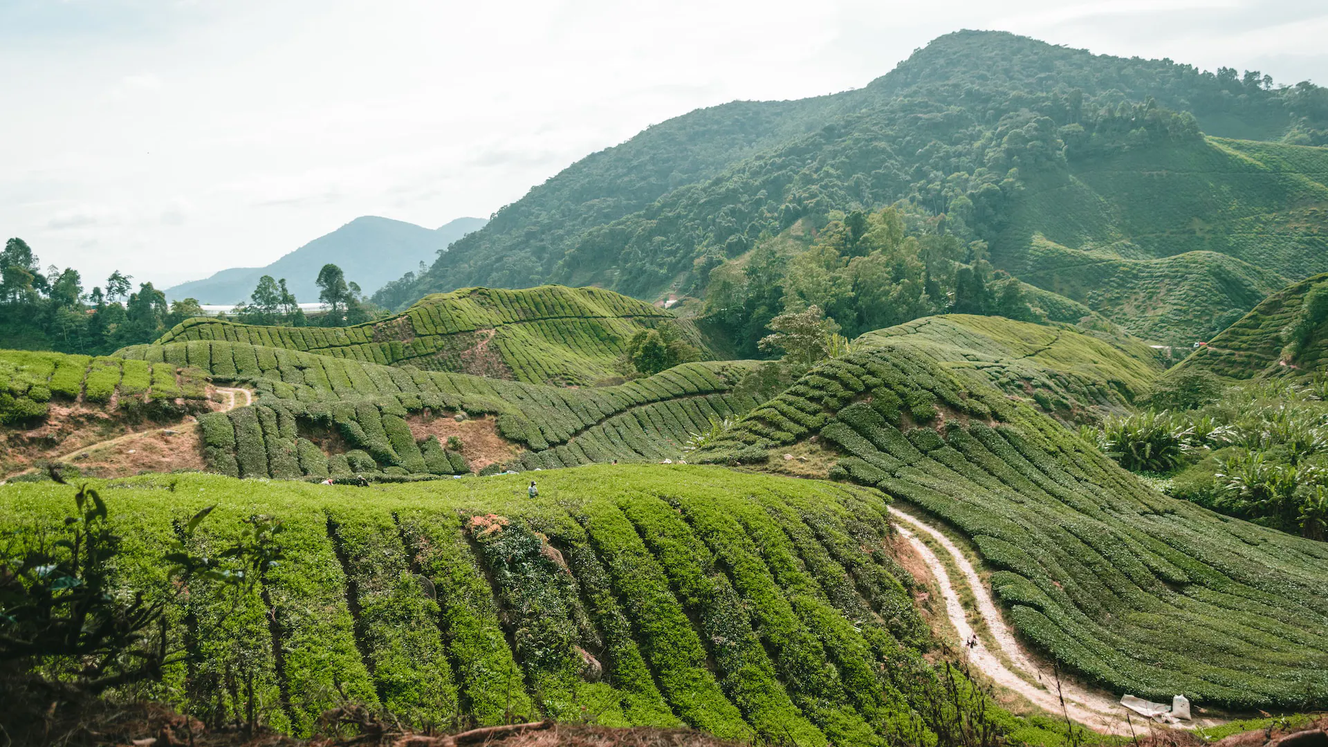 Hills of South India